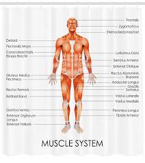 Skeletal muscles are the only voluntary muscle tissue in the human body and control every action that a person consciously performs. Ambesonne Human Anatomy Muscle System Diagram Of Man Body Features Biological Elements Medical Heath Image Single Shower Curtain Wayfair