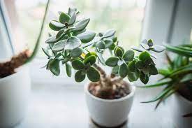 The jade plant actually doesn't mind being root bound, meaning that the roots become tightly tangled in a circle inside the pot. Jade Plant How To Grow And Care For Jade Plants Garden Design