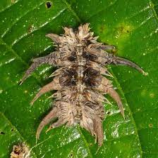 Monkey Slug Caterpillar Phobetron Sp Caterpillar Caterpiller Butterfly Cocoon