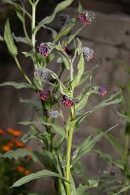 Image result for Cynoglossum coeruleum