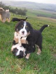 Well you're in luck, because here they come. Berner Sennenhund Zwinger Vom Schneppenbacher Hof Schollkrippen Bei Aschaffenburg Bayern Snautz De