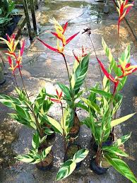 Variegated Heliconia Plants Heliconia Plant Tropical Garden Design