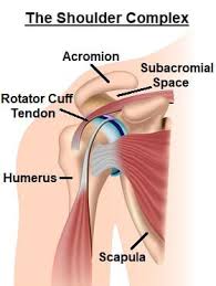 Sechrest, md narrates an animated tutorial on the basic anatomy of the shoulder. Subacromial Impingement Gregory Nicholson Md Gregory Nicholson Md