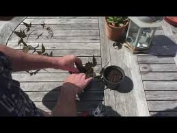 Maybe you would like to learn more about one of these? Pin On Propagating