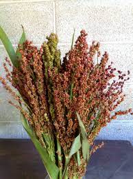 Pin On Flowers Brown