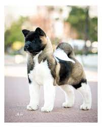 54 akita es un guardian valiente y leal a su familia puede ser carinoso cute dogs cute animals akita puppies