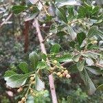 Image result for Searsia gueinzii