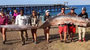 From ghosts to horrifying historical artifacts, there is myriad photographic evidence of occurrences or locations most people would find terrifying. Bbc Earth Mystery Of The Real Life Sea Serpent