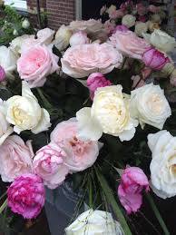 In addition, the blossoms are so attractive, the creamy petals are edged with bluish pink. Scented Roses From The Tambuzi Farm In Kenya Order David Austin And Other Scented Garden Roses Www Parfumflowercompany Com