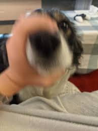 This site contains information about dog meme pfp. Petpet