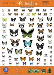 The Poster Australian Butterflies