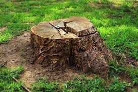 Maybe you would like to learn more about one of these? Stump Removal Stump Grinding Stump Maness Tree Removal Tyler Tx Longview Tx