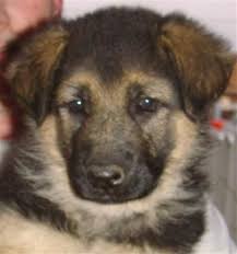 He does not like a. German Shepherd Puppies Under 400 Pets Lovers
