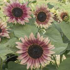 A post shared by ania (@anulkaj) on aug 5, 2017 at 4:08pm pdt. Strawberry Blonde F1 Sunflower Seed Johnny S Selected Seeds