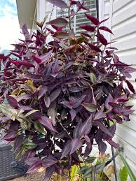Image result for Ochna afzelii