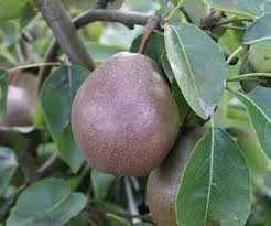 They will look perfect in the traditional country garden but will indeed be a useful addition to any garden. Black Worcester Pear Fruit Trees For Sale Order Online