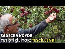 Posof Un Ici Disi Kirmizi Elmasi Tescillendi Youtube Meyve Bahcesi Kirmizi Youtube