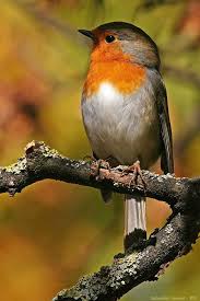 My Best Profile This Friendly Robin Was Observing Me Closer Than 2 Meters Pet Birds Beautiful Birds Colorful Birds