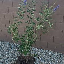 Image result for Vitex madiensis