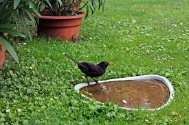 Having a concrete bird bath you will not only help our feathered friends on hot summer days, but also decorate your garden or yard. 72 Of The Best Bird Bath Ideas For Any Yard 47 Is Super Cool
