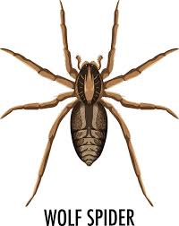 Lycos significa lobo em latim. Aranha Lobo Isolada No Fundo Branco 1434195 Vetor No Vecteezy