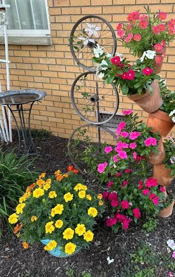 Using bike wheels as a trellis for passion flowers