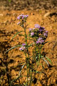 Image result for Ethulia