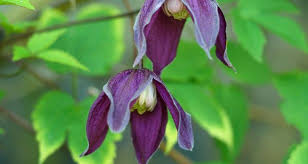 Maybe you would like to learn more about one of these? Climbers Can Have Tiny Gardens Punching Above Their Weight