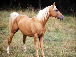 Black White And Brown Horses Beautiful Pin By Bob Plops On Pets Horse Wallpaper Horses Black Horses
