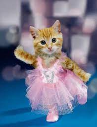 55 kumpulan gambar kucing semua jenis terengkap terbaru vidio. Koleksi Foto Dan Gambar Kucing Lucu Gemesin Terbaru