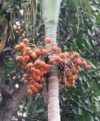 > portfolio > cap pokok pinang. Pokok Pinang In English Hati Berdetik Dan Berbisik Pokok Pinang Hiasan Pokok Pinang Asub Kohas George Town
