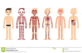 Pin By Karryll Hansen On Bernice Human Body Systems Human