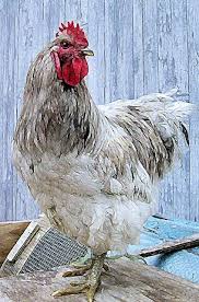 New Jersey Giant Chicken Google Search Chicken Painting Chickens Backyard Chickens And Roosters