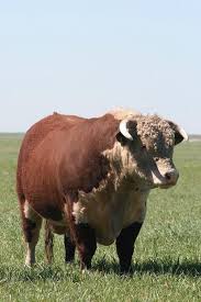 Hereford Bull Hereford Cows Hereford Cattle Bull Cow