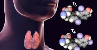 Image result for Thyroxine