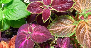 Image result for Coleus foliatus