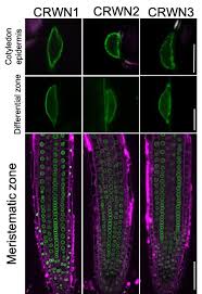 One of the distinctive aspects of a plant cell is the presence of a cell wall outside the cell membrane. How The Architecture Of The Cell Nucleus Can Change Gene Activity In Plants