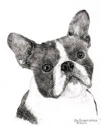 Boston terrier dog coloring page for kids animal coloring pages. Boston Terrier Drawing By Jim Hubbard