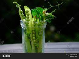 Green peas are an excellent source of pea protein, with each cup providing a whopping 8.6 grams. Pea Pods Transparent Image Photo Free Trial Bigstock