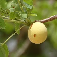 Image result for Sclerocarya birrea