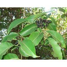 Maybe you would like to learn more about one of these? Nursery Jamun Fruit Plant à¤«à¤² à¤• à¤ª à¤§ à¤«à¤² à¤• à¤ª à¤§ à¤« à¤° à¤Ÿ à¤ª à¤² à¤Ÿ à¤¸ à¤« à¤° à¤Ÿ à¤ª à¤² à¤Ÿ V W Organics Landscape Private Limited Lucknow Id 19163256133