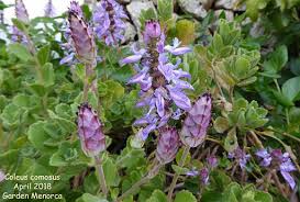 Image result for Coleus shirensis