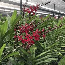 Image result for Azima