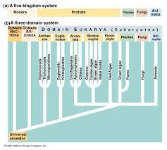 Alternative Classification Third Teaching Biology