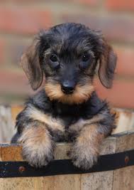 The breed's rootstock is thought to be a dwarf mutation of the taller hounds of the. Pin On Black And Tan Dachshunds