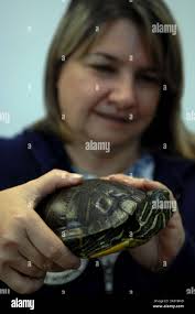 Joan Kohl, founder of the Sawgrass Nature Center & Wildlife Hospital, holds  a 10-year-old red-eared slider turtle, January 4, 2008, in Coral Springs,  Florida. The state has classified the sliders as a "