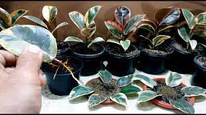 How To Grow Ficus Elastica From Single Leaf Youtube Rubber Tree Plant Ficus Elastica Ficus