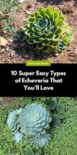 10 Super Easy Types Of Echeveria That You Ll Love Trees Com Echeveria Succulents Container Plants