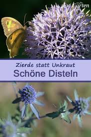 Disteln Zierde Statt Unkraut Stauden Pflanzen Distel Pflanzen