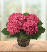 Flowers by renee proudly serves chandler and the surrounding areas. Chandler Florist Chandler Az Flower Delivery Avas Flowers Shop